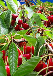 Fête de la cerise de Céret